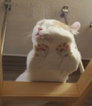 Cats on glass tables