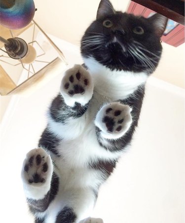 Cats on glass tables