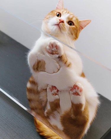 Cats on glass tables