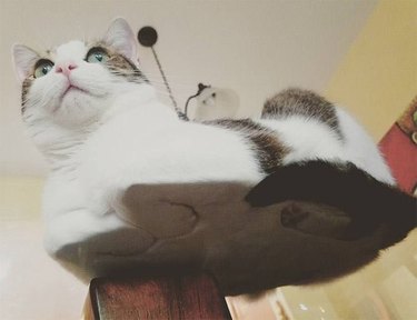 Cats on glass tables