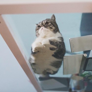 Cats on glass tables