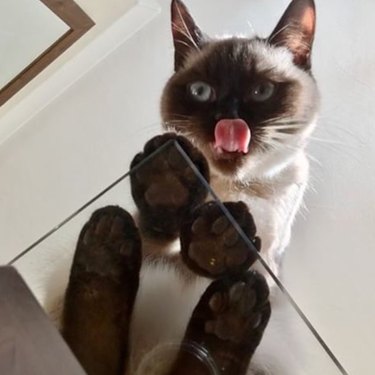 Cats on glass tables