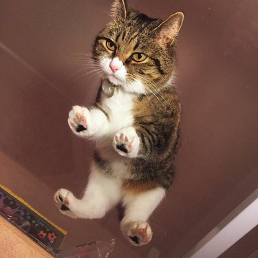 Cats on glass tables