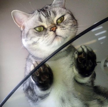 Cats on glass tables