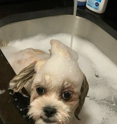 dog with bubbles on his head.
