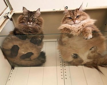 Cats on glass tables