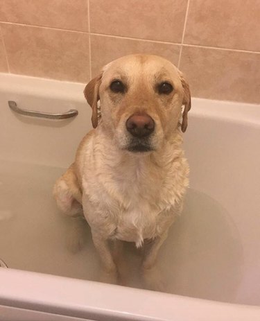 labrador in bath tub.