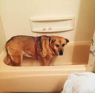 dog in empty bath tub