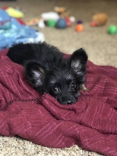 Cute puppy lying on blanket