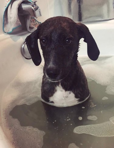 dog halfway submerged in tub.