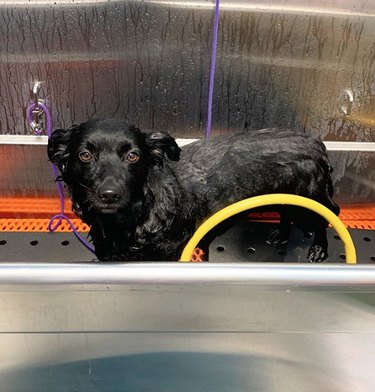 wet black dog in tub.