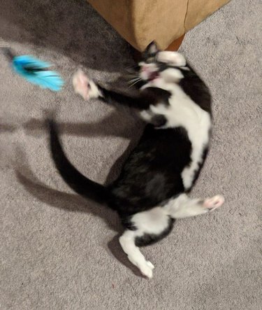 Tuxedo cat twisting towards a feather while on a carpeted floor.