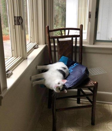 Cat sitting sideways with their paws on the wall and laying on their side on a chair.