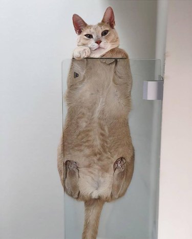 Cats on glass tables