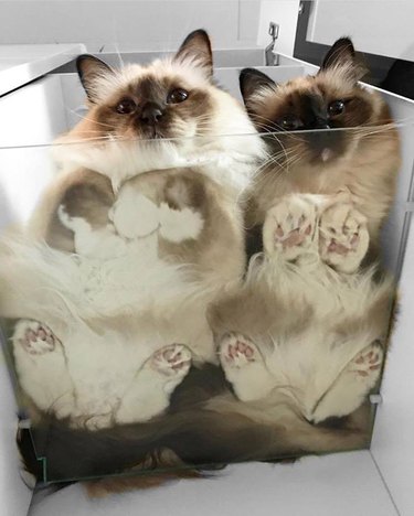 Cats on glass tables