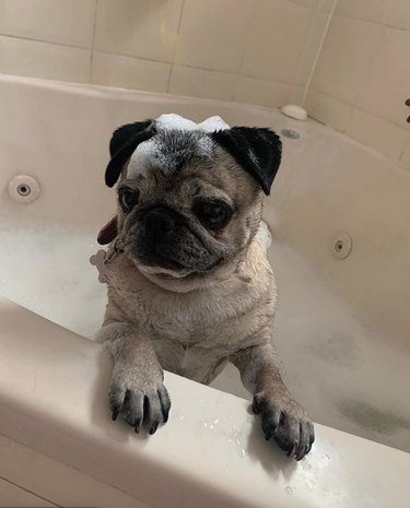 pug in bubble bath.