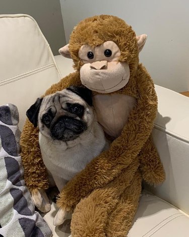 Dog being held by toy monkey