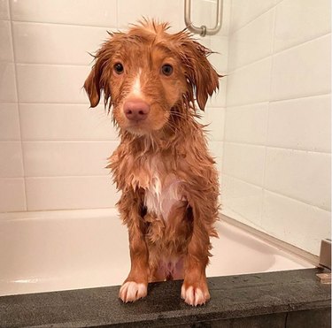 wet dog standing on tub's edge.