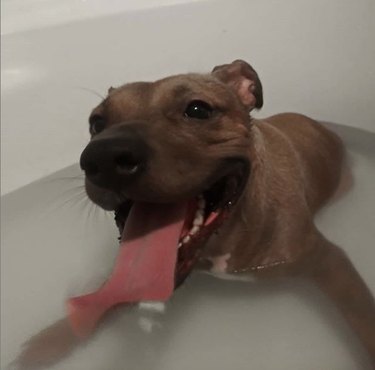 dog with tongue out in bath tub