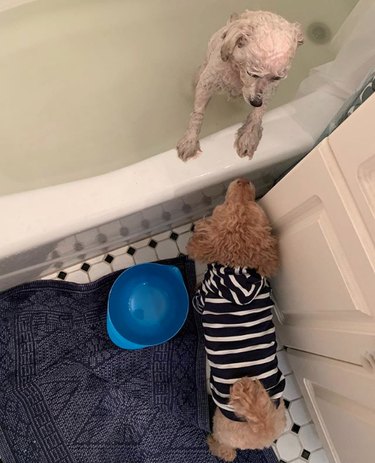 one dog in bath tub with another looking on.