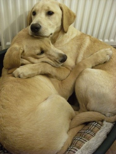 Two dogs cuddling