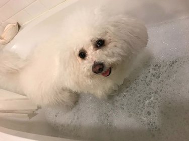 bichon dog in bubble bath.