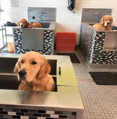three dogs in separate bath tubs