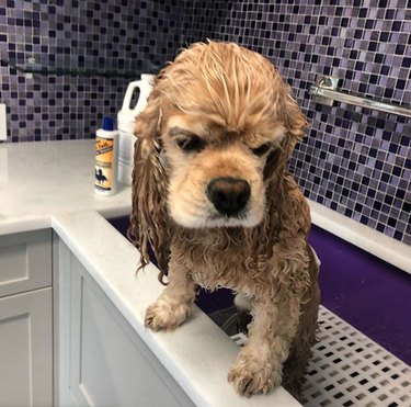 grumpy dog in bath tub.