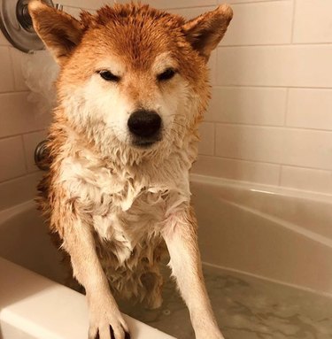 shiba inu looking angry in tub.