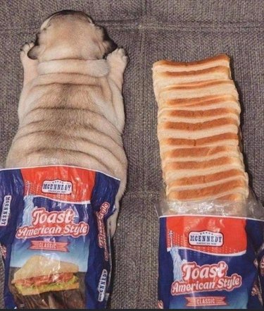 Pug's skin rolls compared to slices of American bread