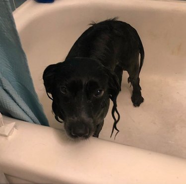 dog wanting to get out of tub.