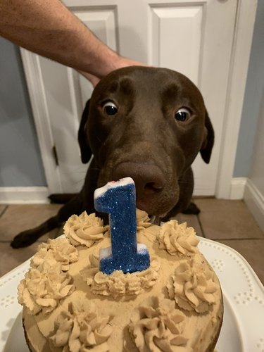 Dog looking excited about cake