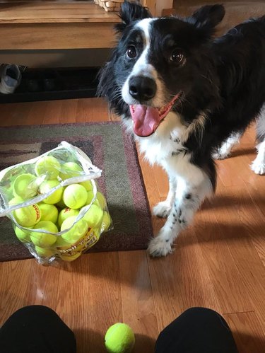 Dog looking at bag of tennis balls