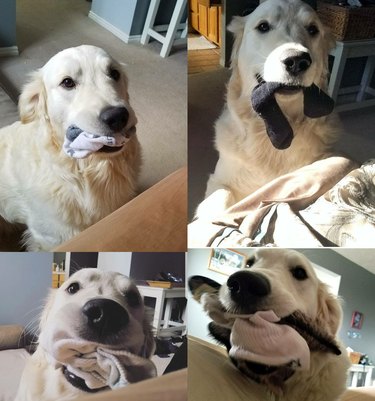 Dog holding socks in its mouth