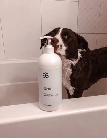 dog sniffing shampoo bottle in tub.