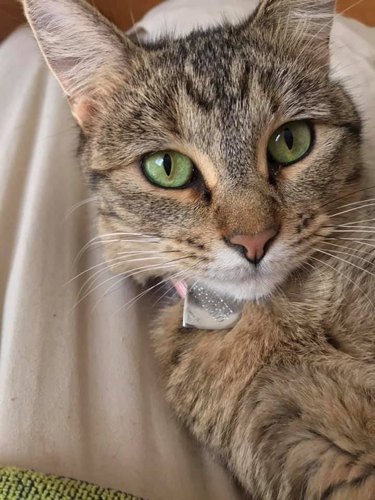 20 cats with beautiful eyes