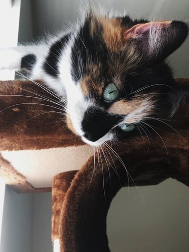 20 cats with beautiful gold star eyes