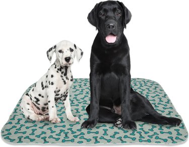 two dogs sitting on puppy pad