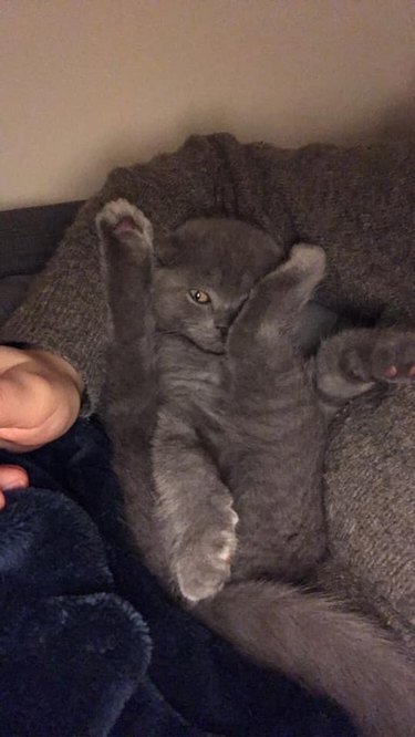Gray kitten twisted like a pretzel while leaning on their pet parent's arm covered by a gray sweater.