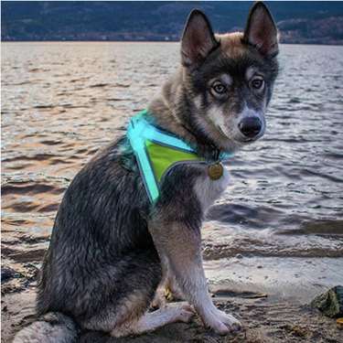 dog wearing Noxgear LightHound Illuminated Harness