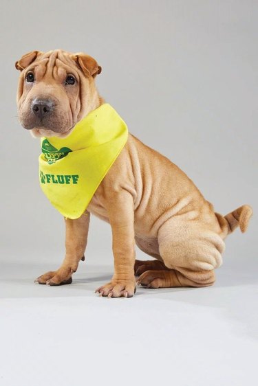 Everything you need to know about Puppy Bowl XV