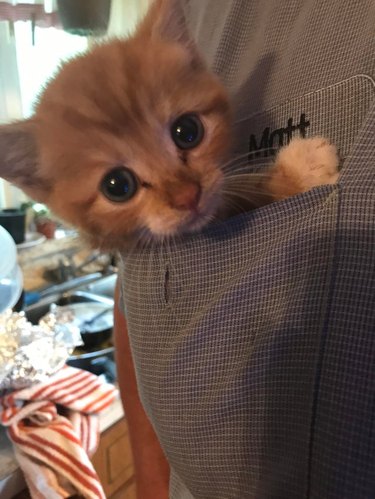 A ginger kitten in chest pocket of chef's uniform.