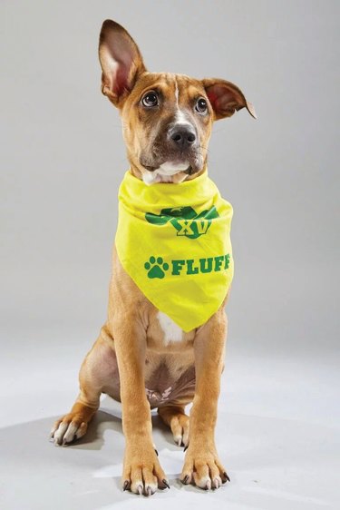 Everything you need to know about Puppy Bowl XV