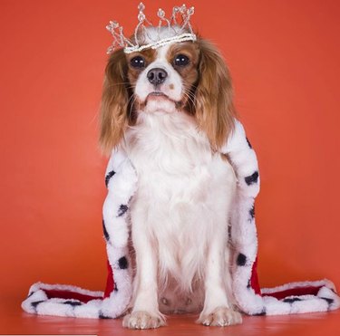 dog with crown and fur trim cloak