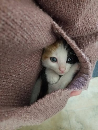 A calico kitten is snuggled in a pink sweater pocket.