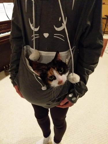 A calico kitten is in a sweatshirt pocket.