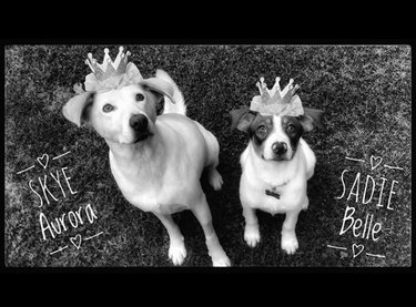two dogs wearing crowns
