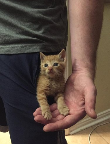 A ginger kitten in pocket of man's athletic shorts.