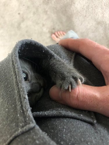 A gray kitten is grabbing at a person's thumb while snuggled in a gray sweatshirt pocket.