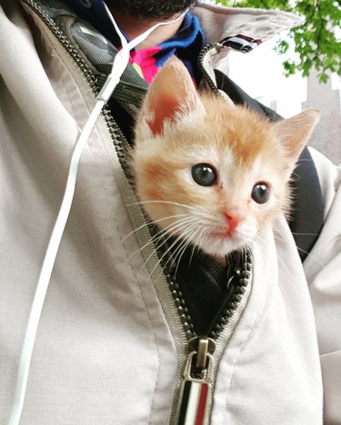 A ginger and white kitten is tucked into the front of a windbreaker.